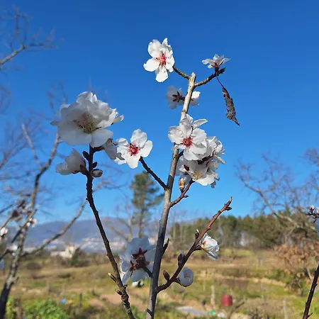 Quinta Da Portela Tatil Evi *