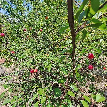 Quinta Da Portela Tatil Evi
