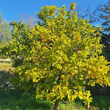Quinta Da Portela * Ferro (Covilha)