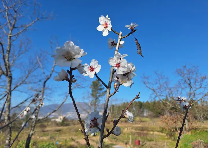 Quinta Da Portela Tatil Evi *
