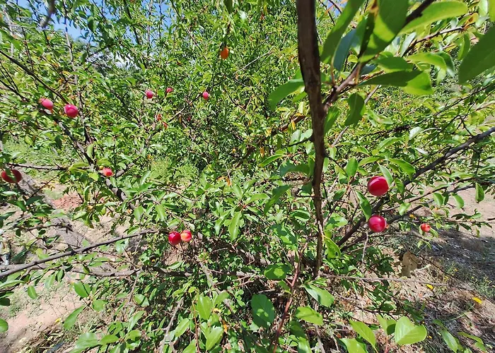 Quinta Da Portela בית נופש