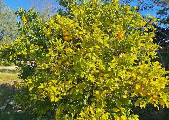 Quinta Da Portela * Ferro (Covilha)